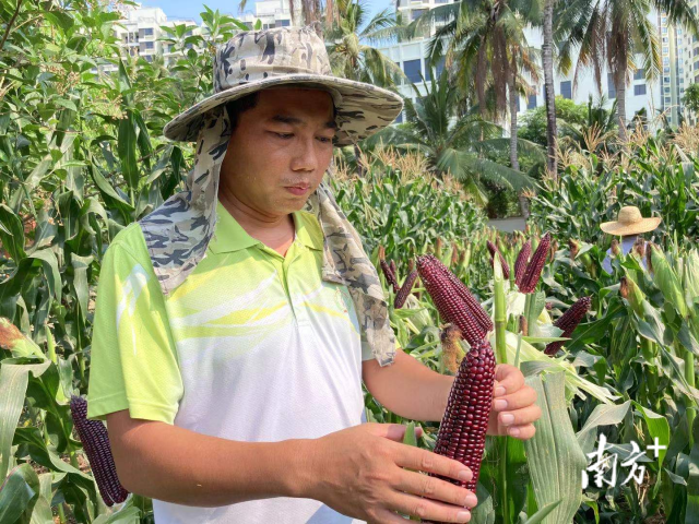 常海龙在试验田查看玉米生长情况。受访者供图