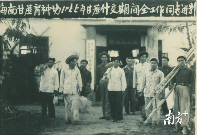 六十年代初,海南甘蔗育种场全体干部合影。受访者供图